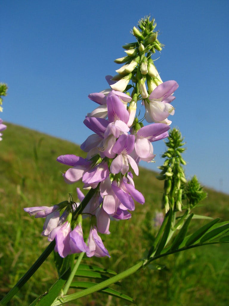 Galega officinalis | Large population growing on the 'pyrami… | Flickr