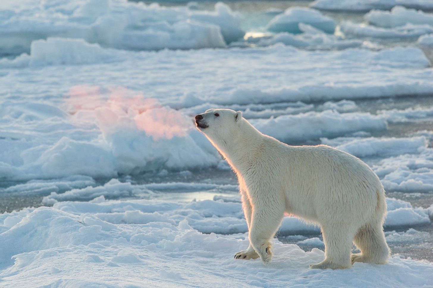 Polar bears in Svalbard