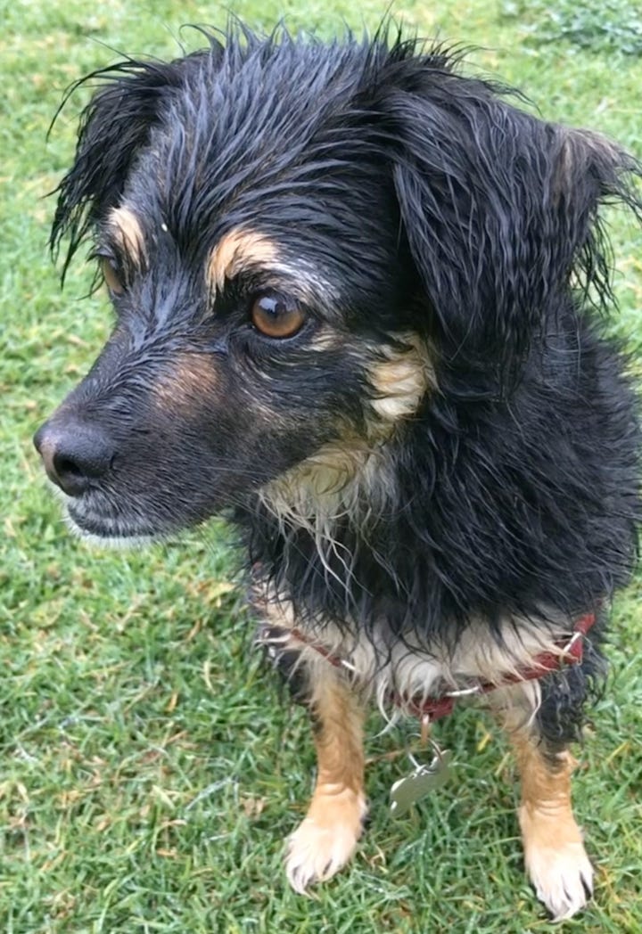 Wet dog Teenie eyeing up squirrel