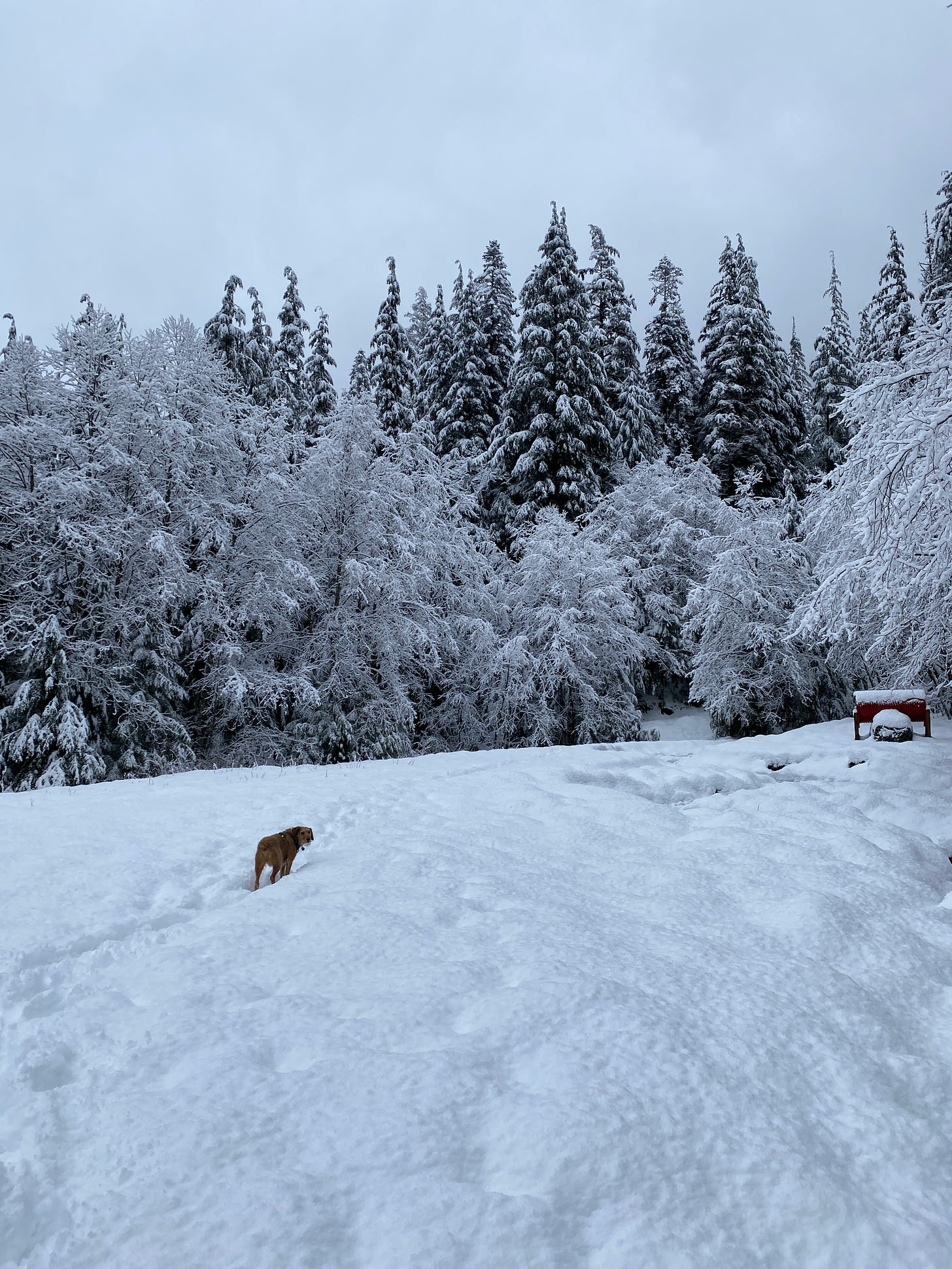 A clearing covered in deep snow with a forest of conifers in the background. The trees are frosted white. A dog walks towards the forest and looks back at the camera.