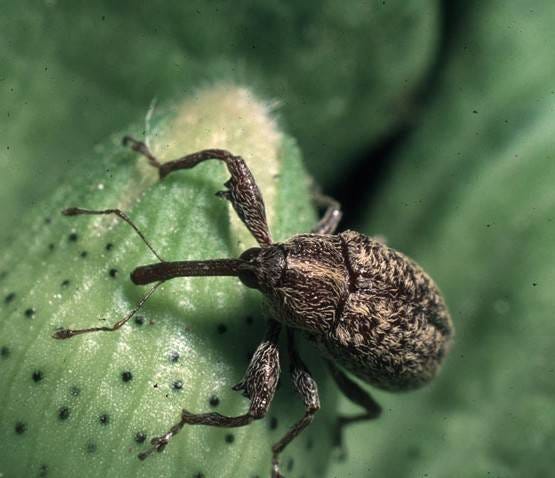 Boil Weevil.