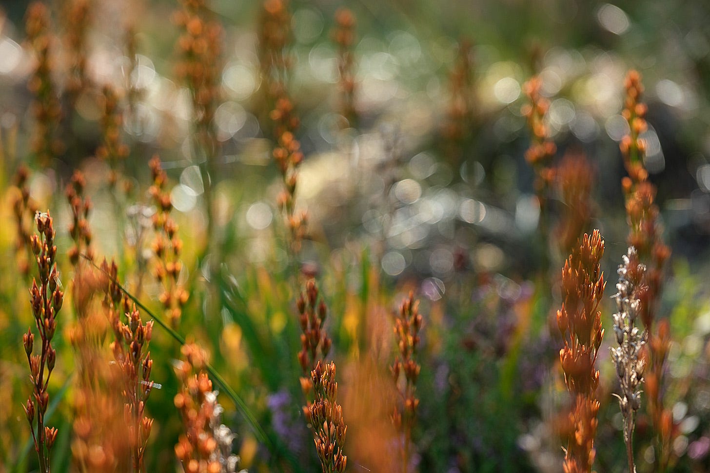 Fading yellow flowers and skeletal seedheads of bog asphodel on an Aberdeenshire moss