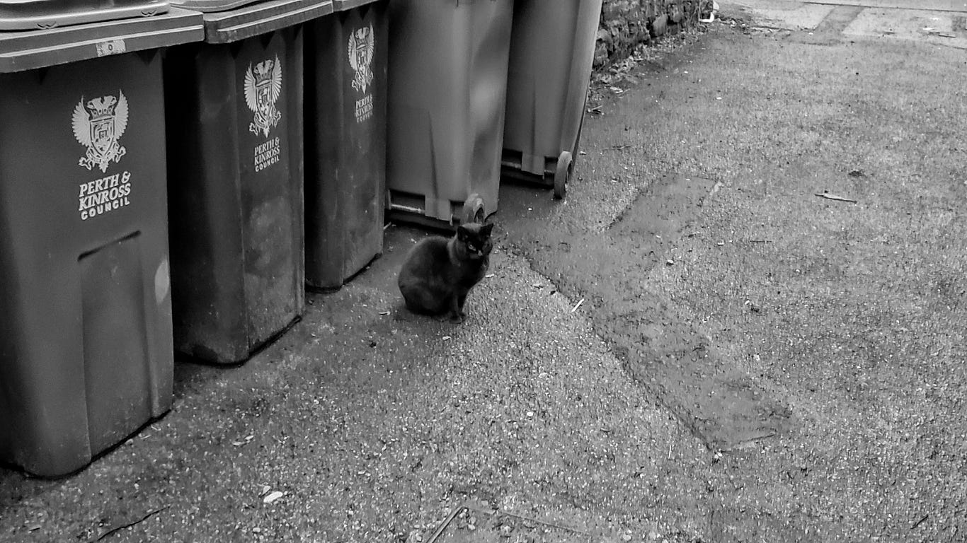 A black cat sits in front of some wheelie bins in an alleyway