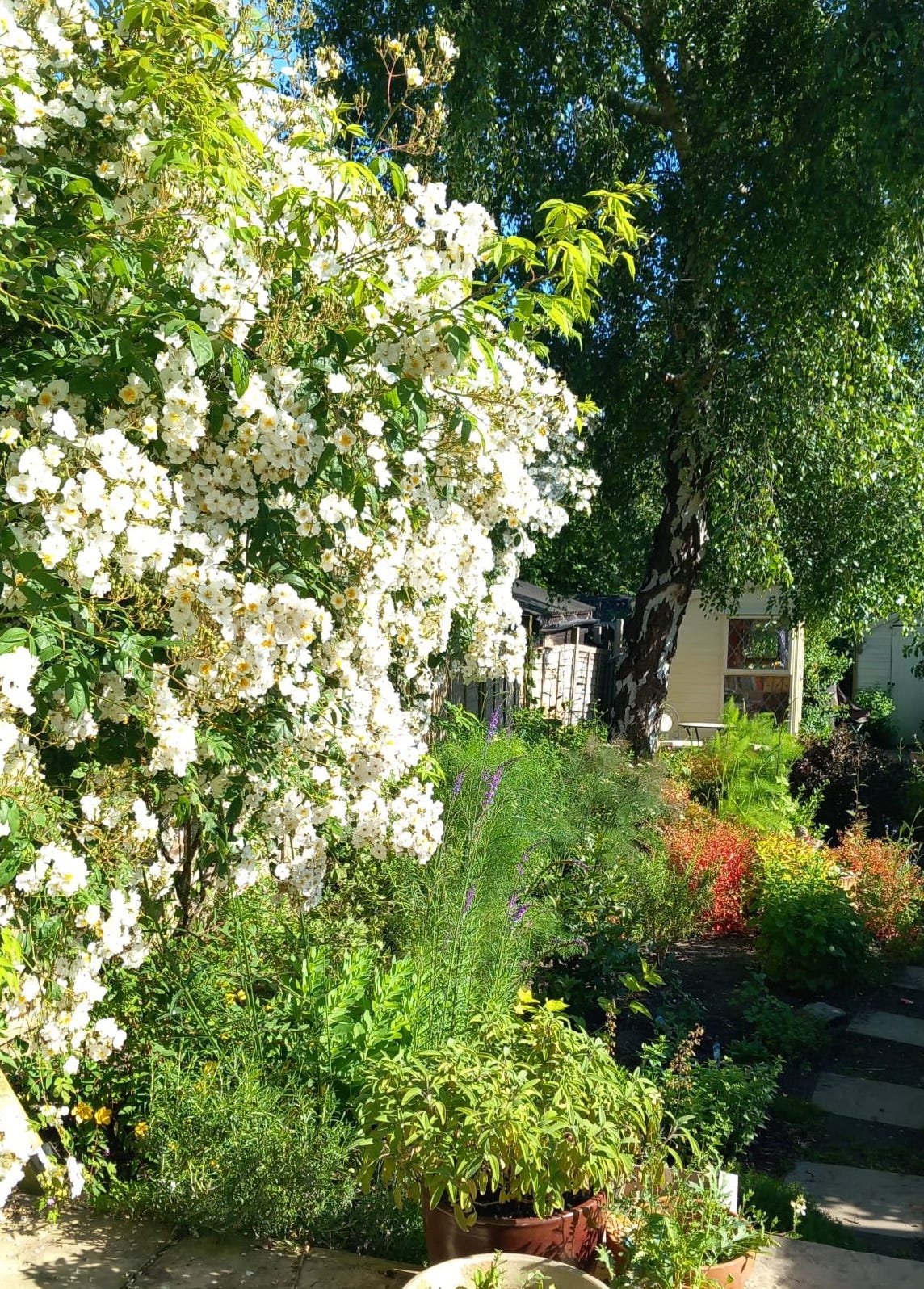 garden with white rambling rose and silver birch