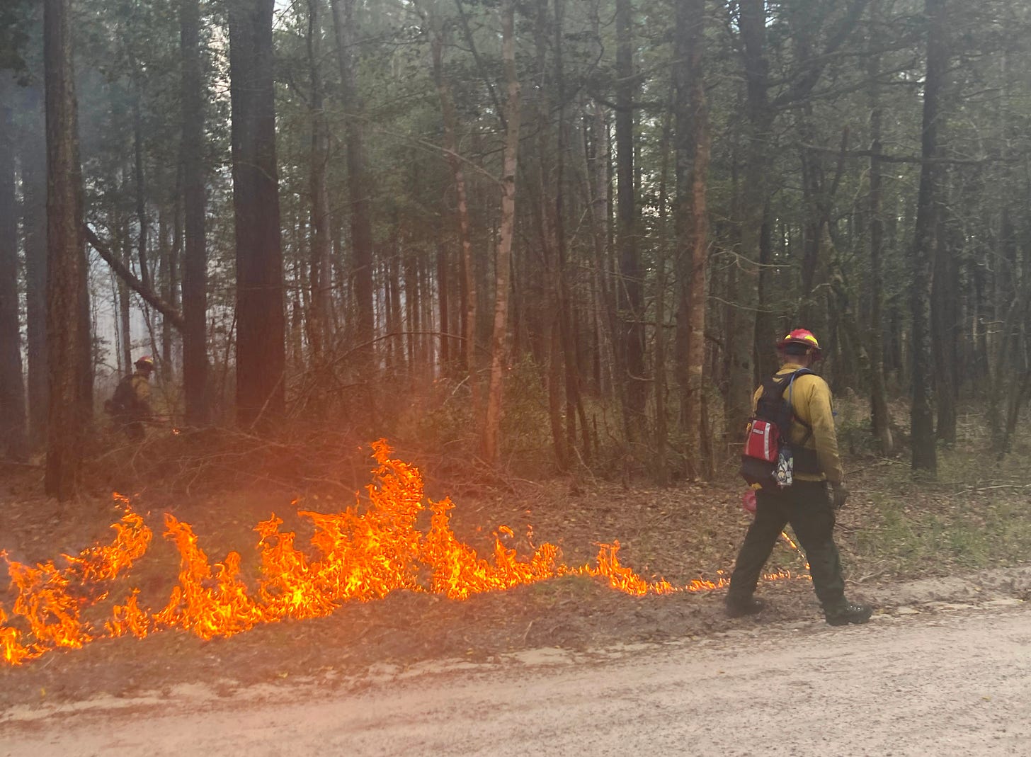 A firefighter walks toward the right side of the frame, with a driptorch. Fire spreads along the ground on the left side of the frame. A forest is in the background