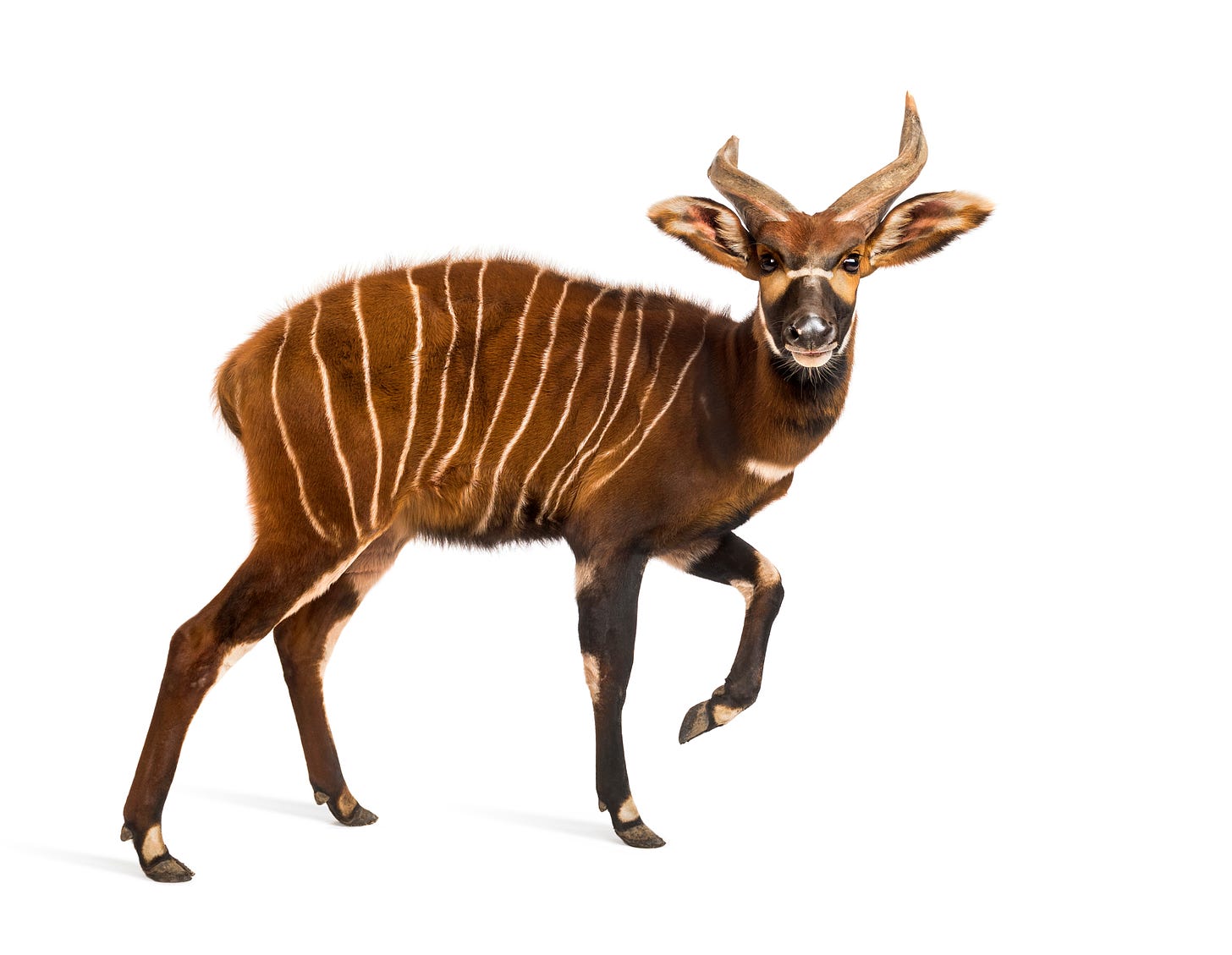 A bongo, taking a long hard look at you. (The stripy antelope type of bongo, by the way, not the drum.)