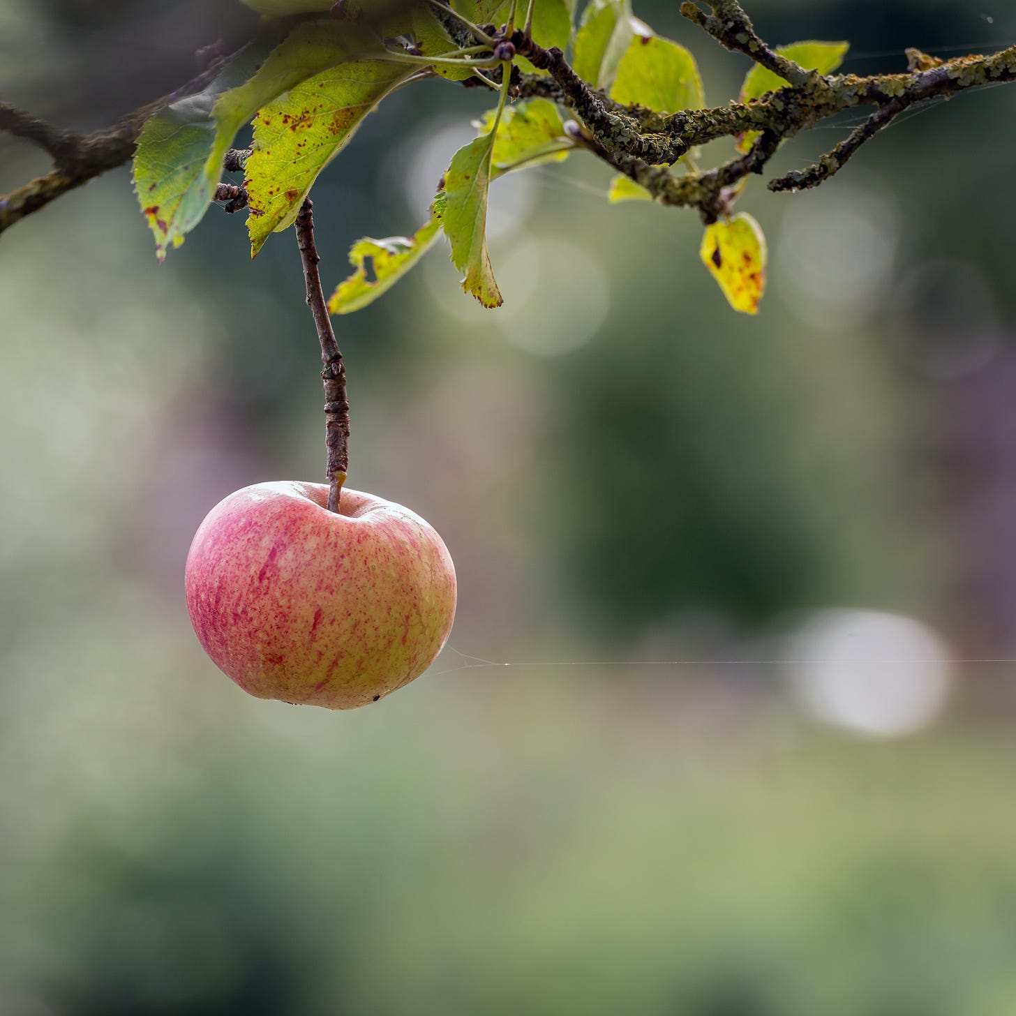 A single apple dangling from a branch.