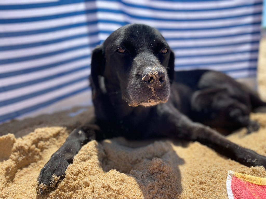 A sand snout black labrador