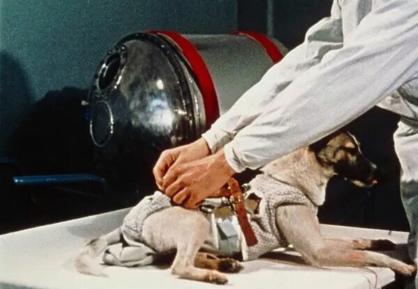 Imagem colorizada da cachorra Laika enquanto um cientista coloca um traje especial nela.