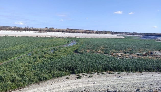 Після підриву росіянами Каховської ГЕС водосховище заростає вербами - еколог