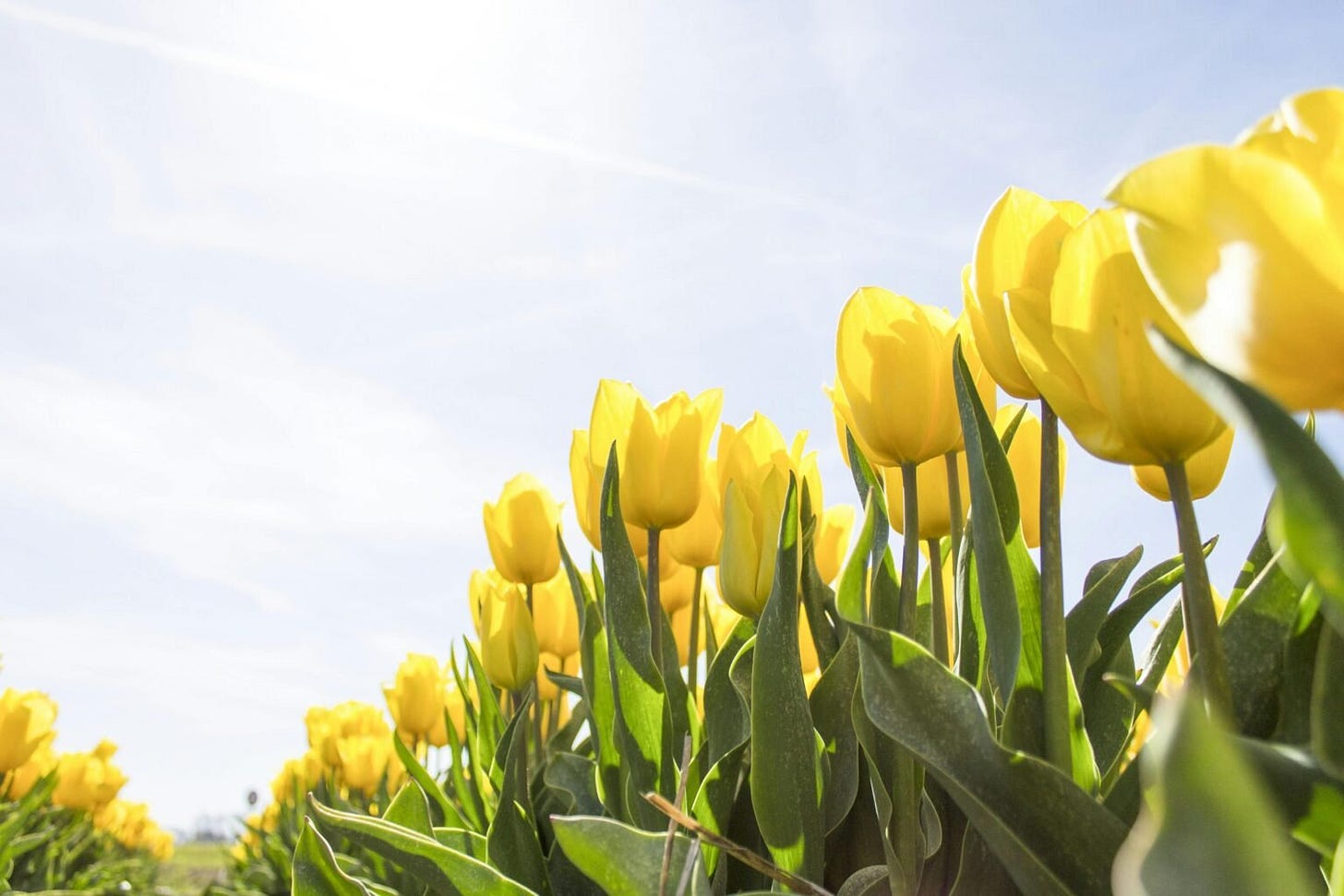 Close up image of yellow tulips