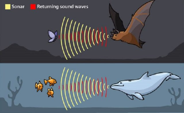 r/fascinating - Sonar Returning sound waves > y