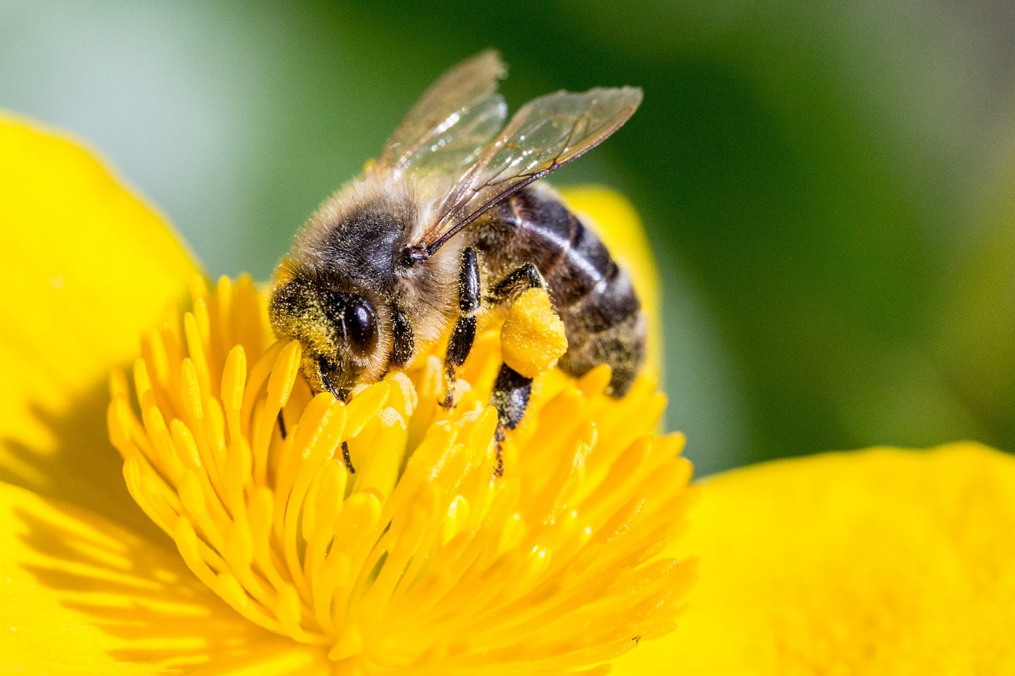 Puerto Rico's 'Gentle Killer Bees' Could Save the World's Honey