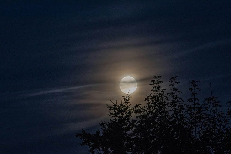 Moonlight shines in the night through wisps of cloud and beyond silhouetted trees. 