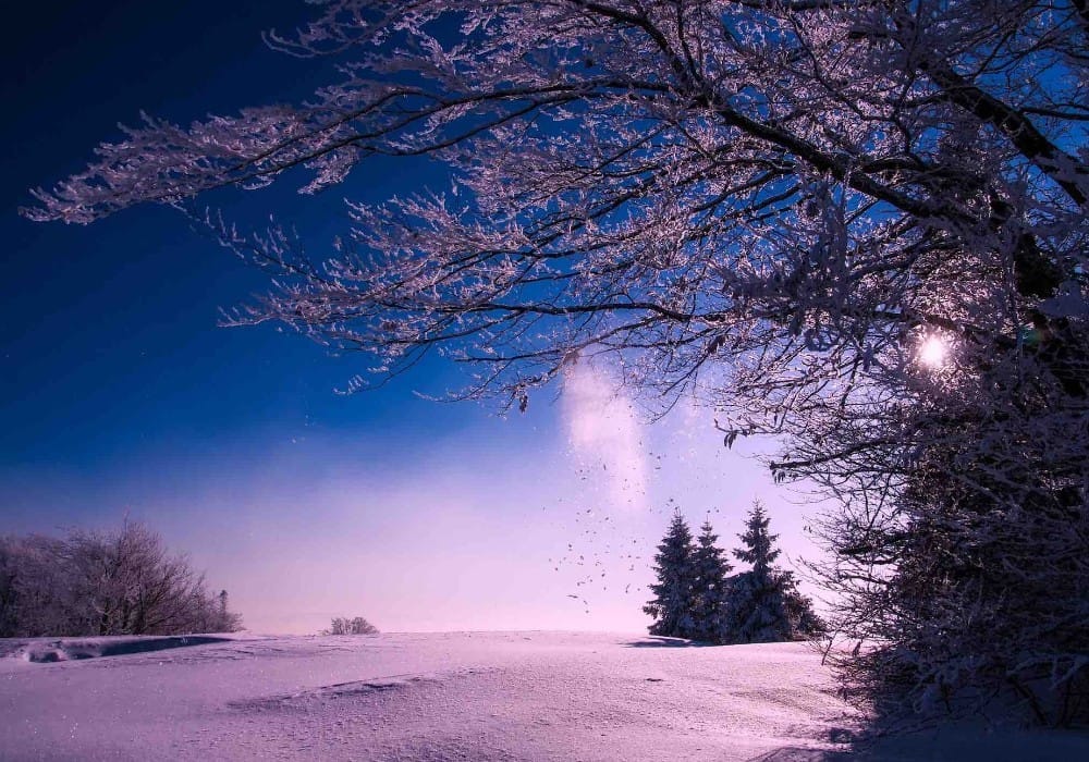 Winter forest in snow and purple light 