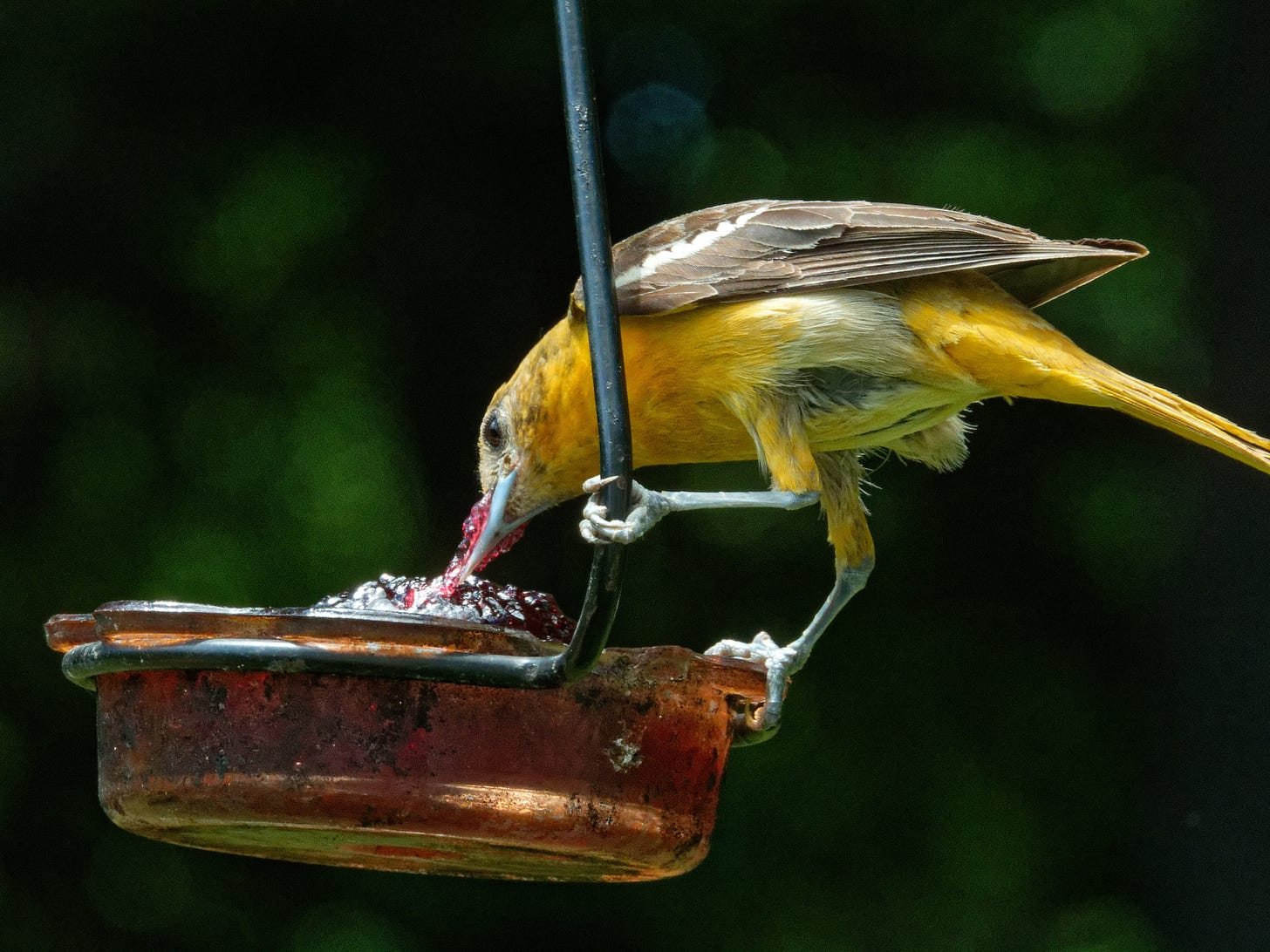 Female Baltimore Oriole