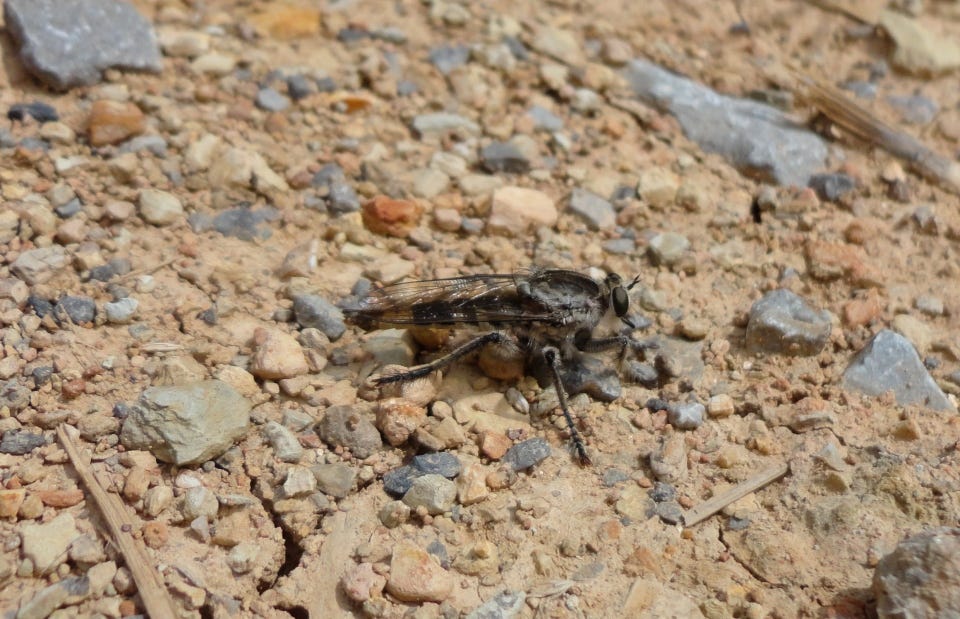 Bee-hunter