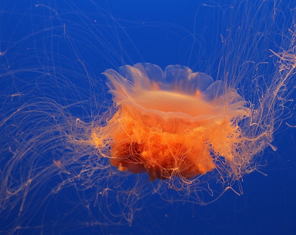  Lion’s Mane Jellyfish: not to be tangled with         