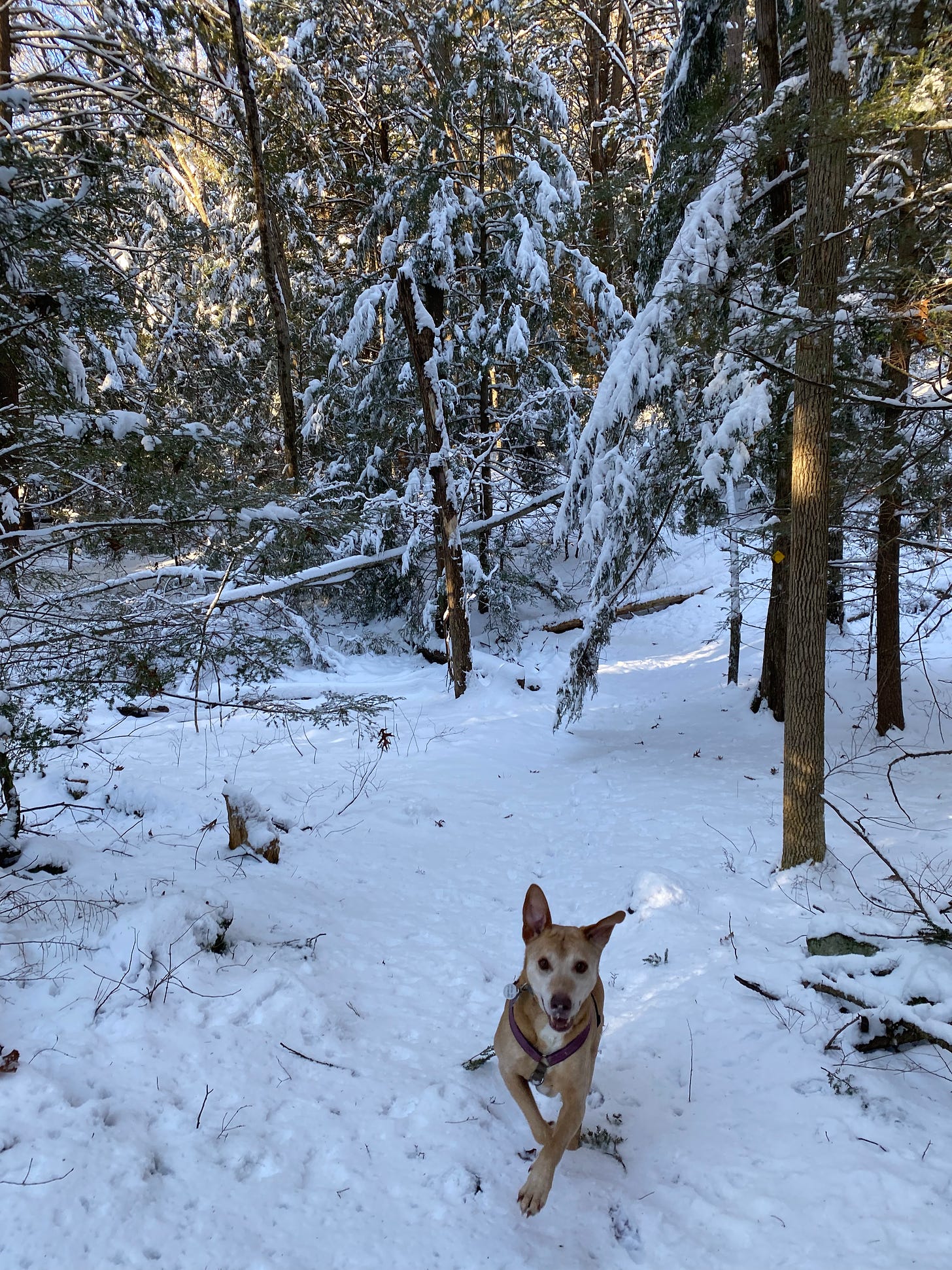 Nessa, mid-leap in the snowy woods: ears sticking straight up and legs extended.