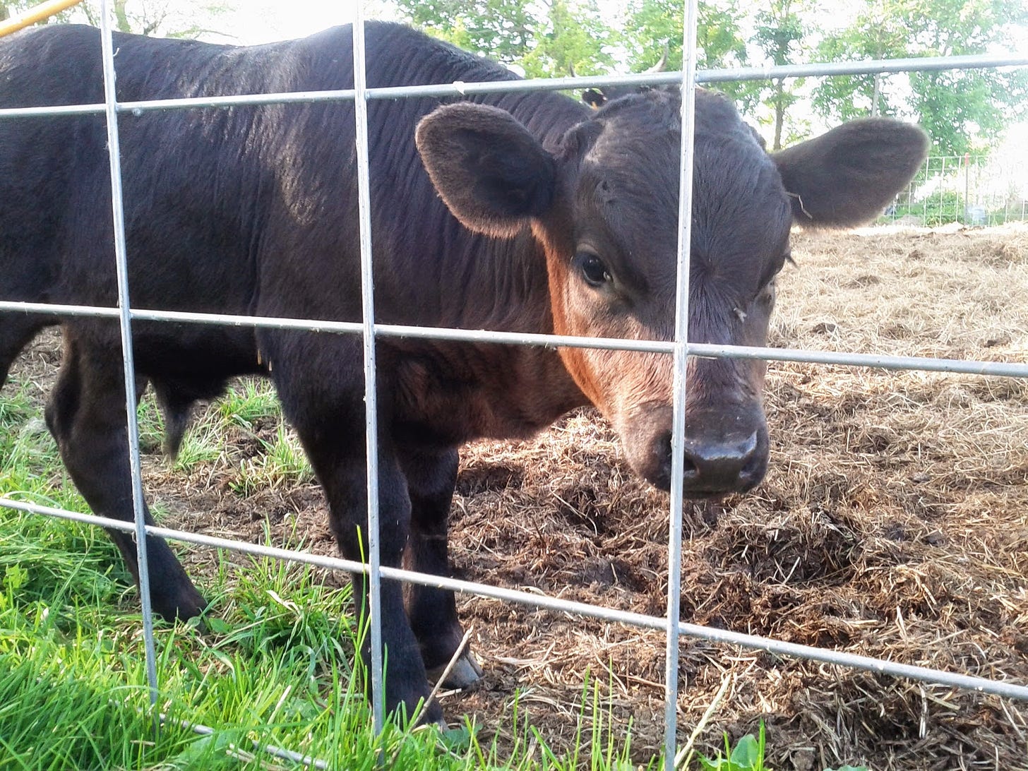 Miniature cow behind a fence
