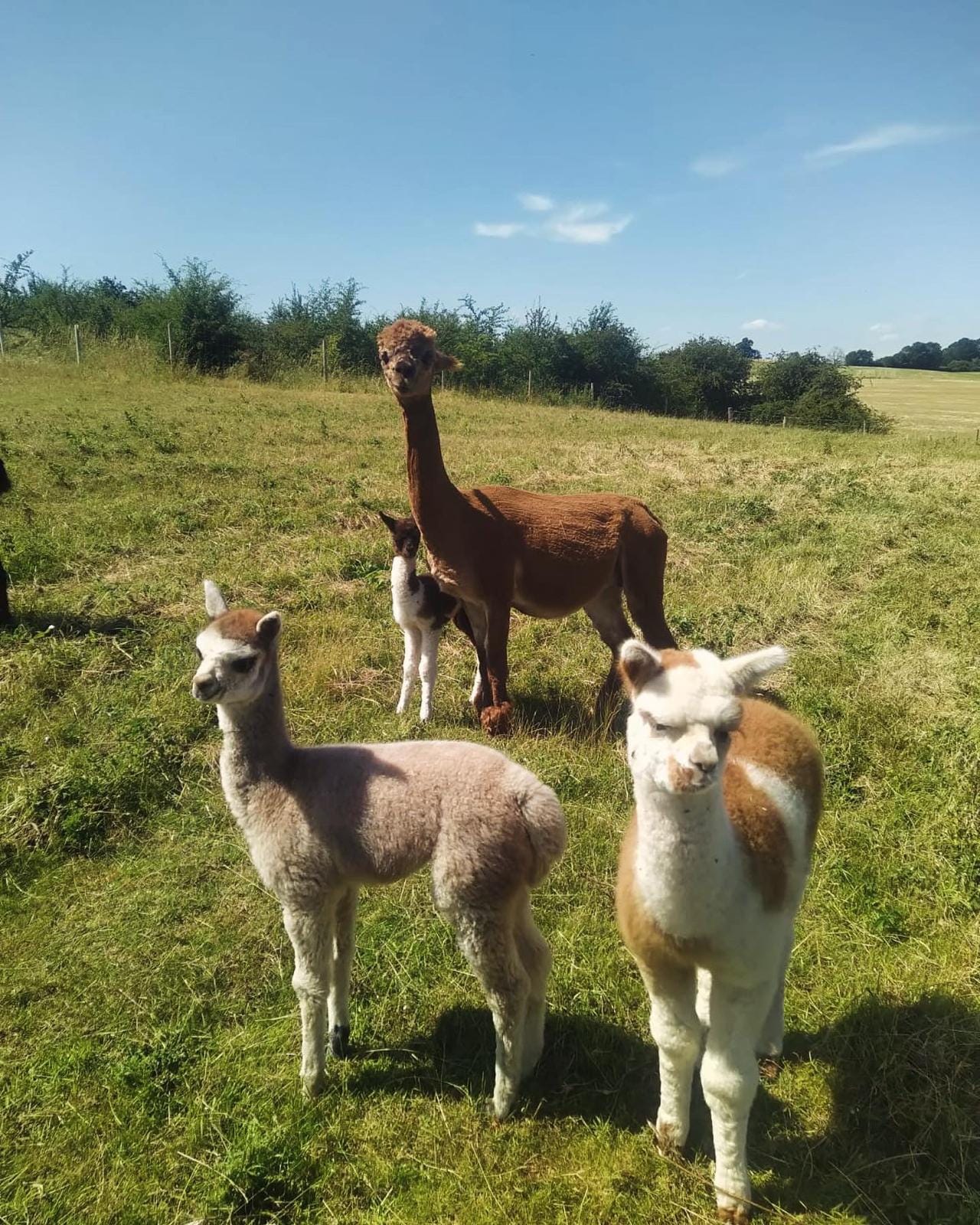 cria in the paddock