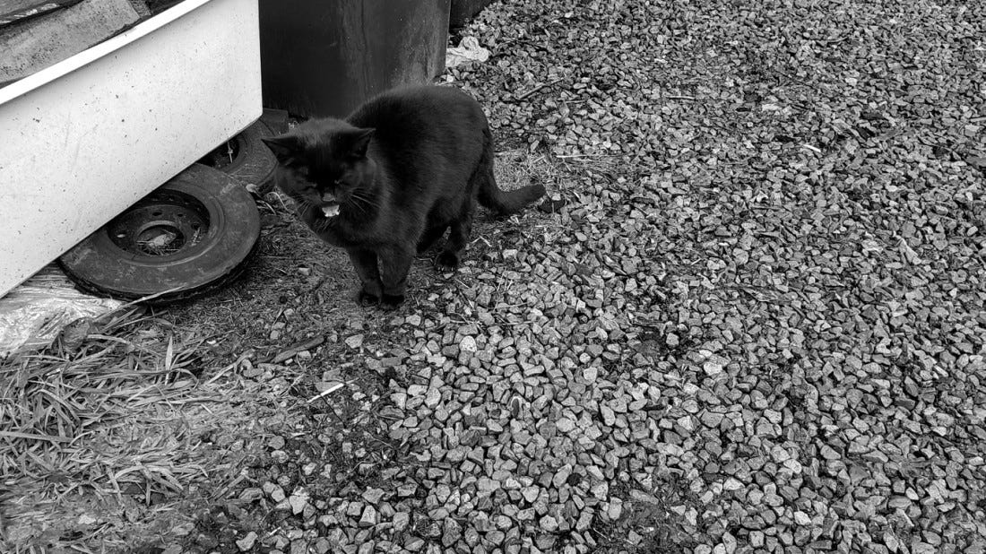 A black cat on a gravel driveway yelling at the camera