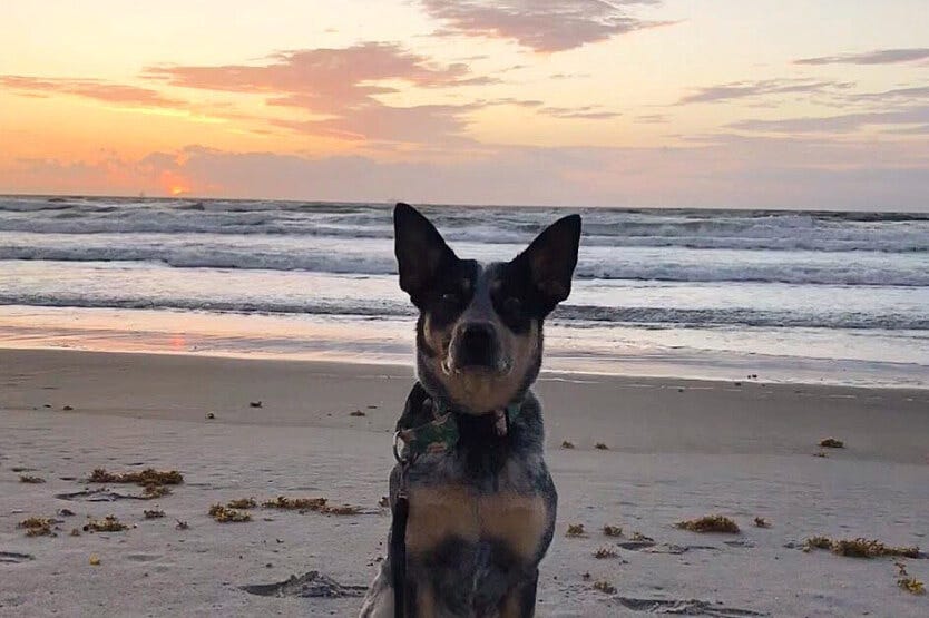 Scout the australian cattle dog or blue heeler sitting at sunrise on Cocoa Beach