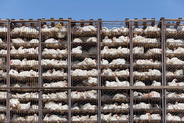 pollo in batteria cage in cattive condizioni - allevamento intensivo immagine foto e immagini stock