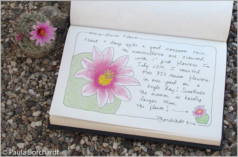 Real live Mammillaria in bloom next to my Mammillaria Flower drawing (pen & colored pencil)