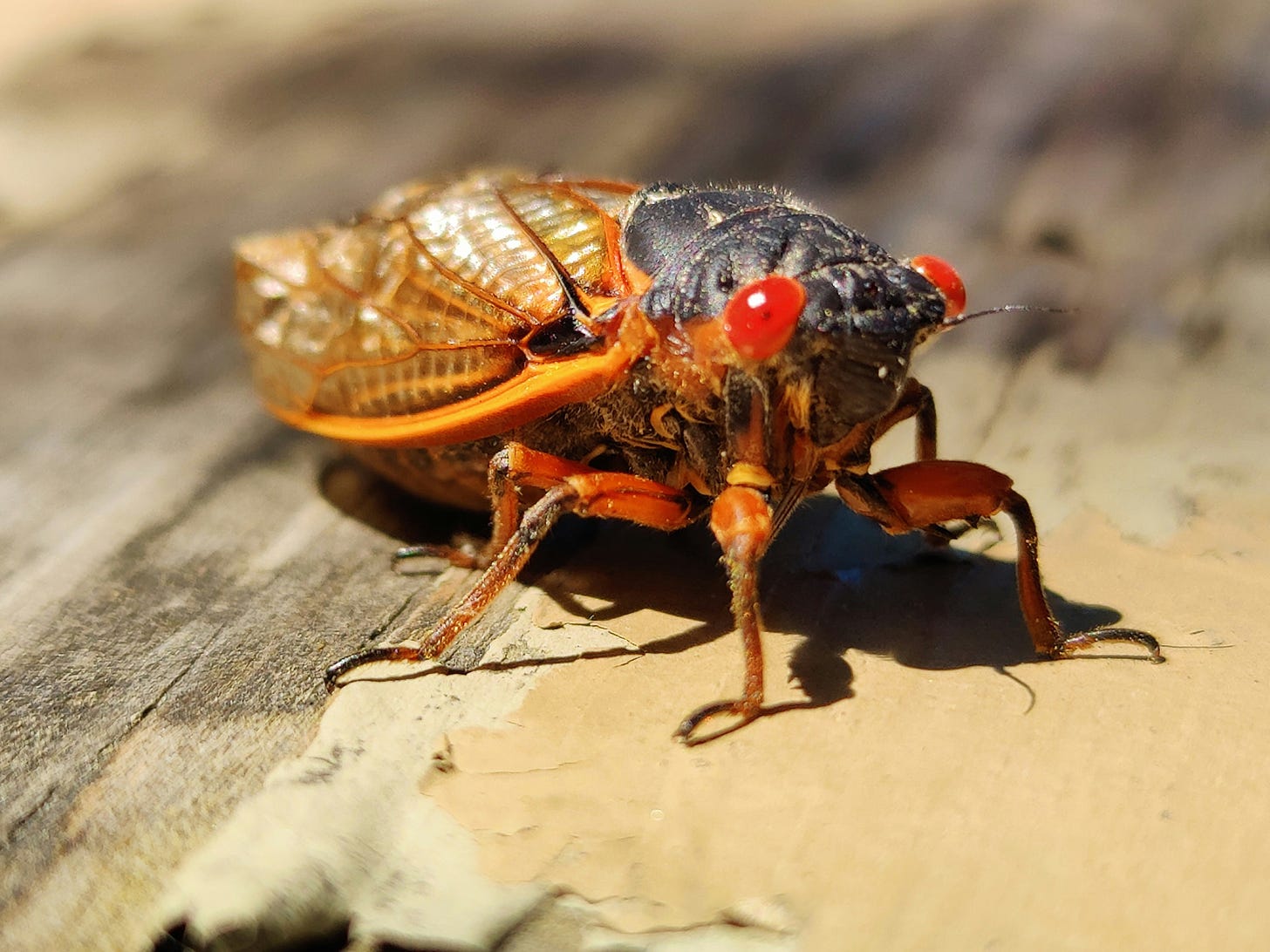 A periodical cicada on a wooden deck