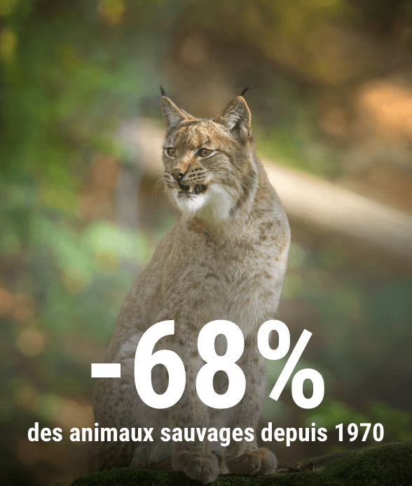 Photo d'un animal sauvage. La légende indique "-68% des animaux sauvages depuis 1970"