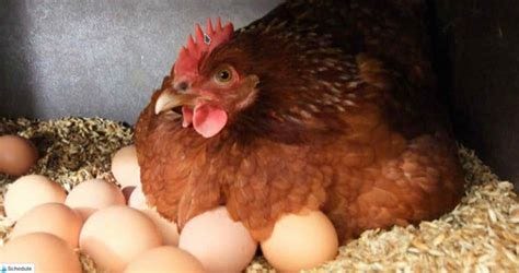 How Long Does it Take for a Chicken Egg to Hatch? - Grid Sub