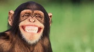 Image result for chimpanzee happy