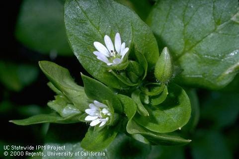 Flower of common chickweed.