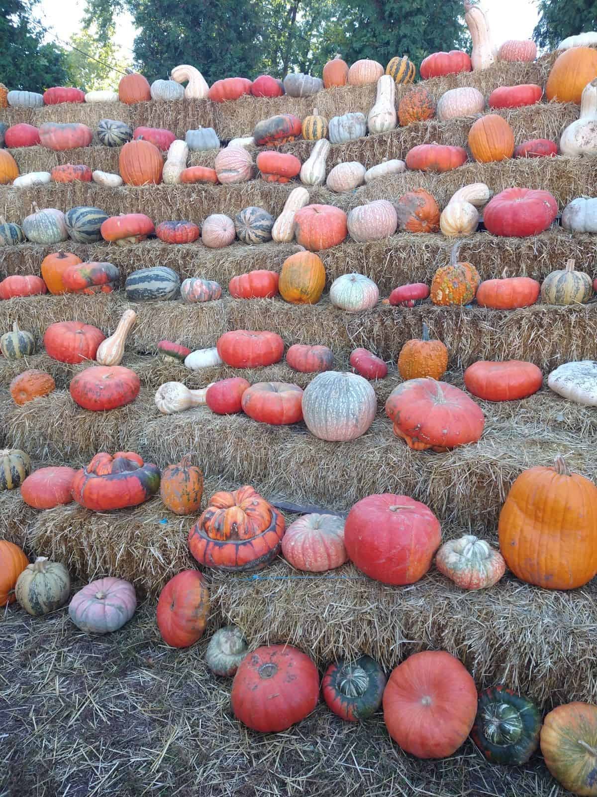 A display of pumpkins and squash on bails of straw.