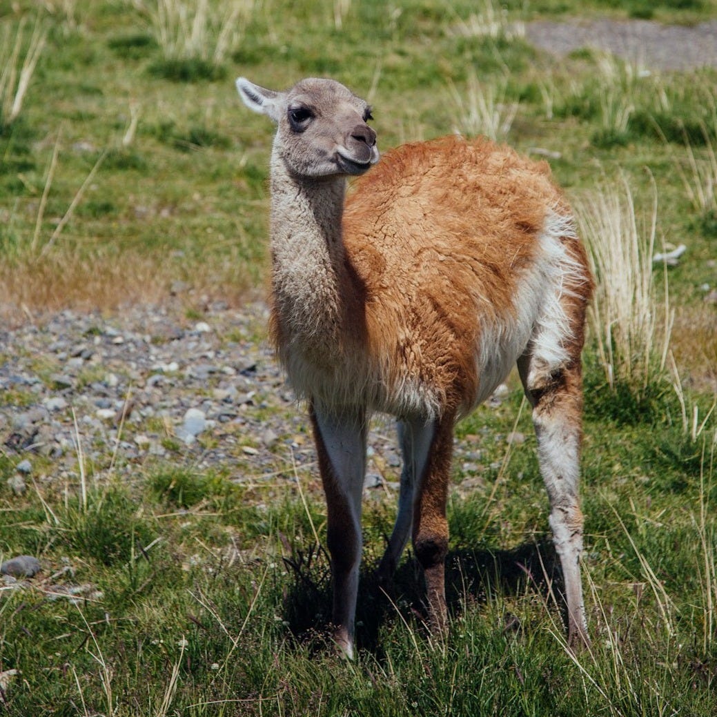 a brown and white llama standing on top of a grass covered field