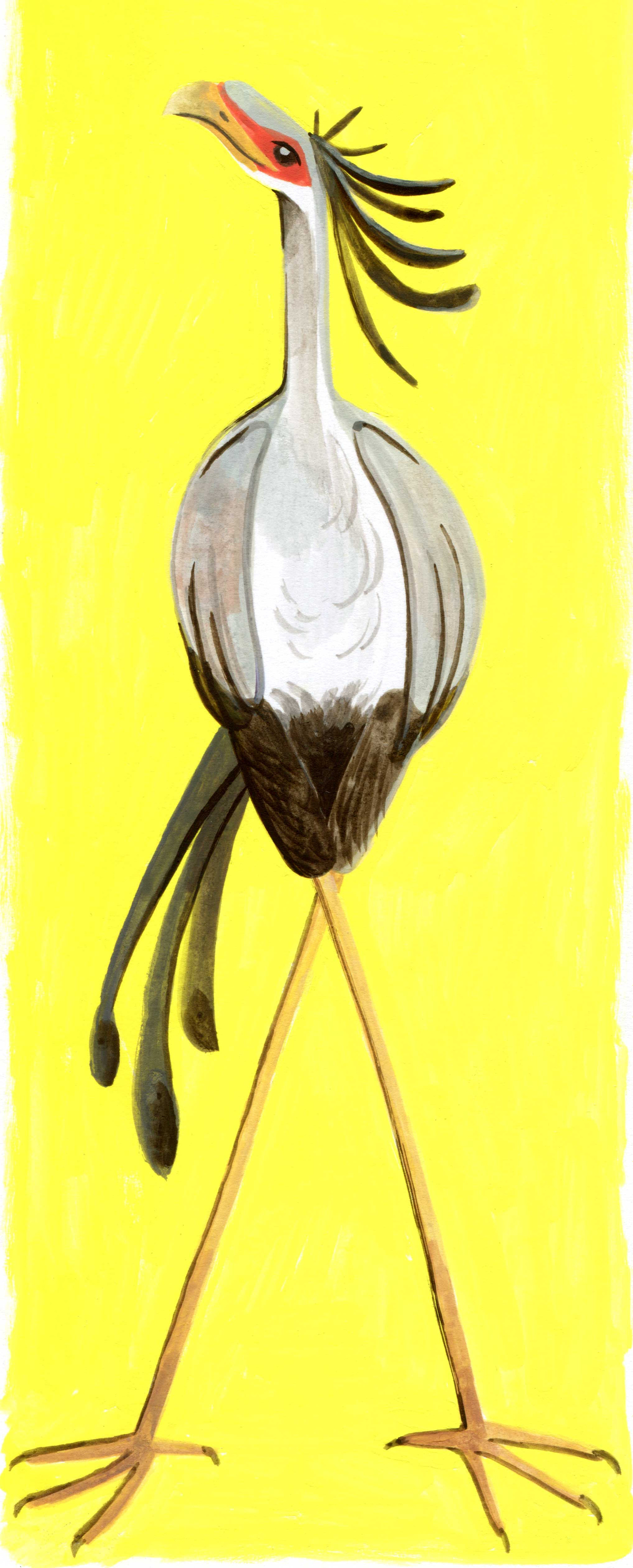 illustration of a secretary bird by kayla stark