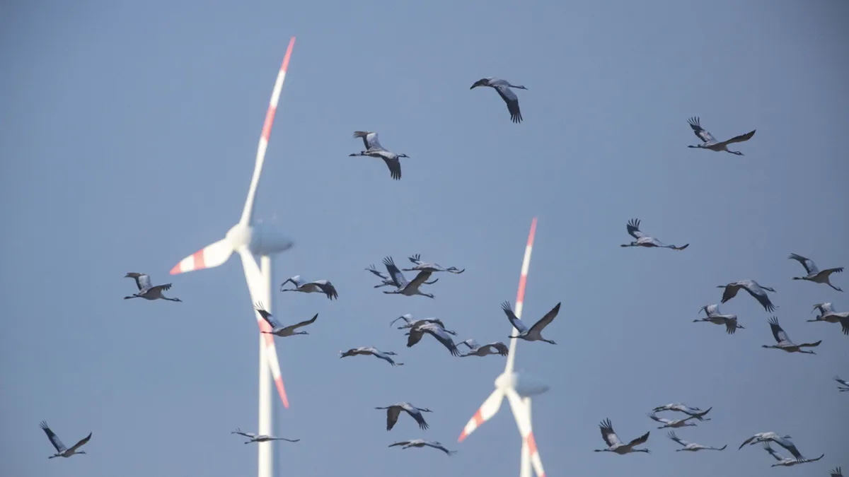 wind-turbines-bird-bat-deaths.jpg