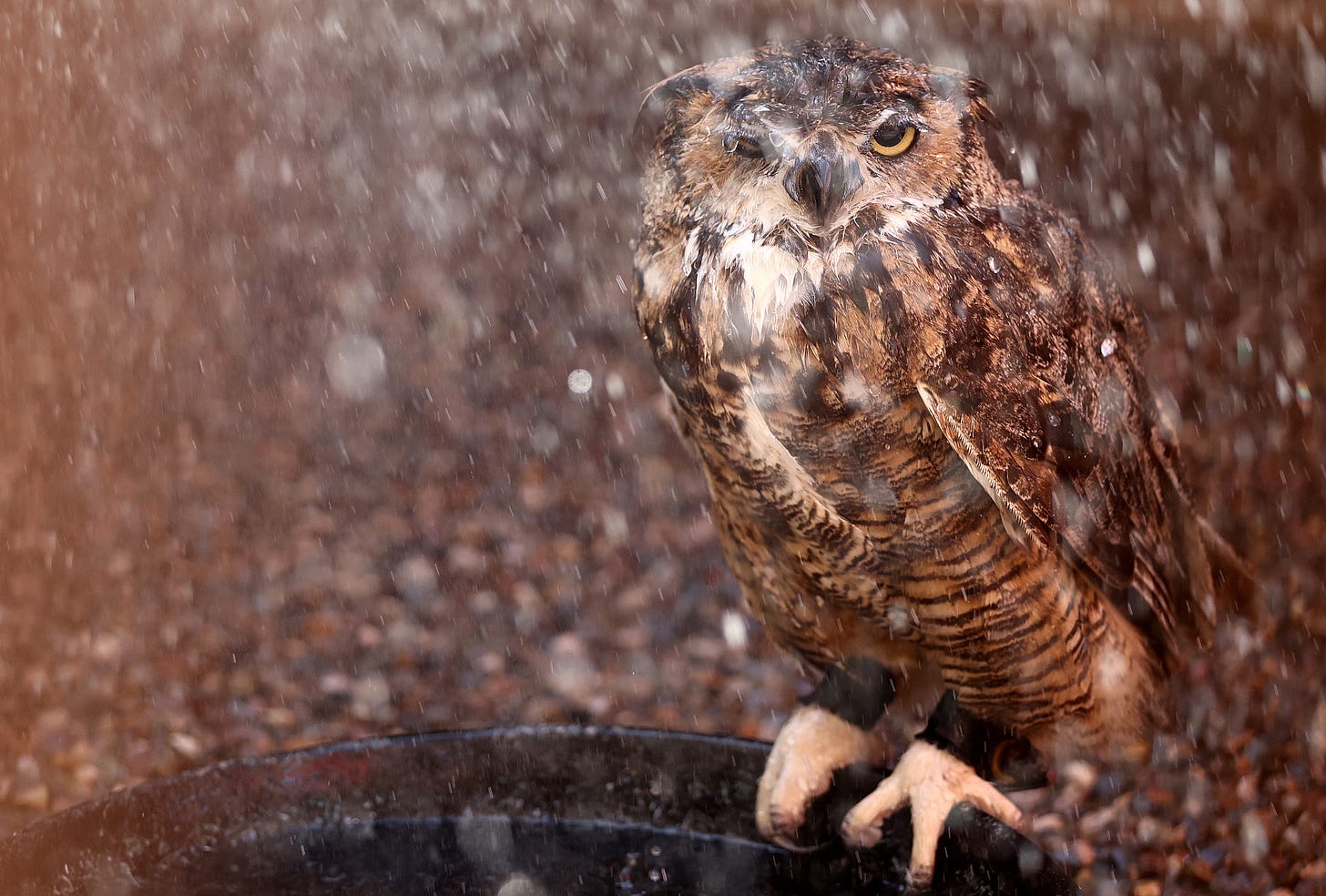 Snickers, a great horned owl, is sprayed with water by a volunteer at Liberty Wildlife, an animal rehabilitation center and hospital, during afternoon temperatures above 110 degrees amid the city's worst heat wave on record on July 26, 2023 in Phoenix, Arizona. (Photo by Mario Tama/Getty Images)