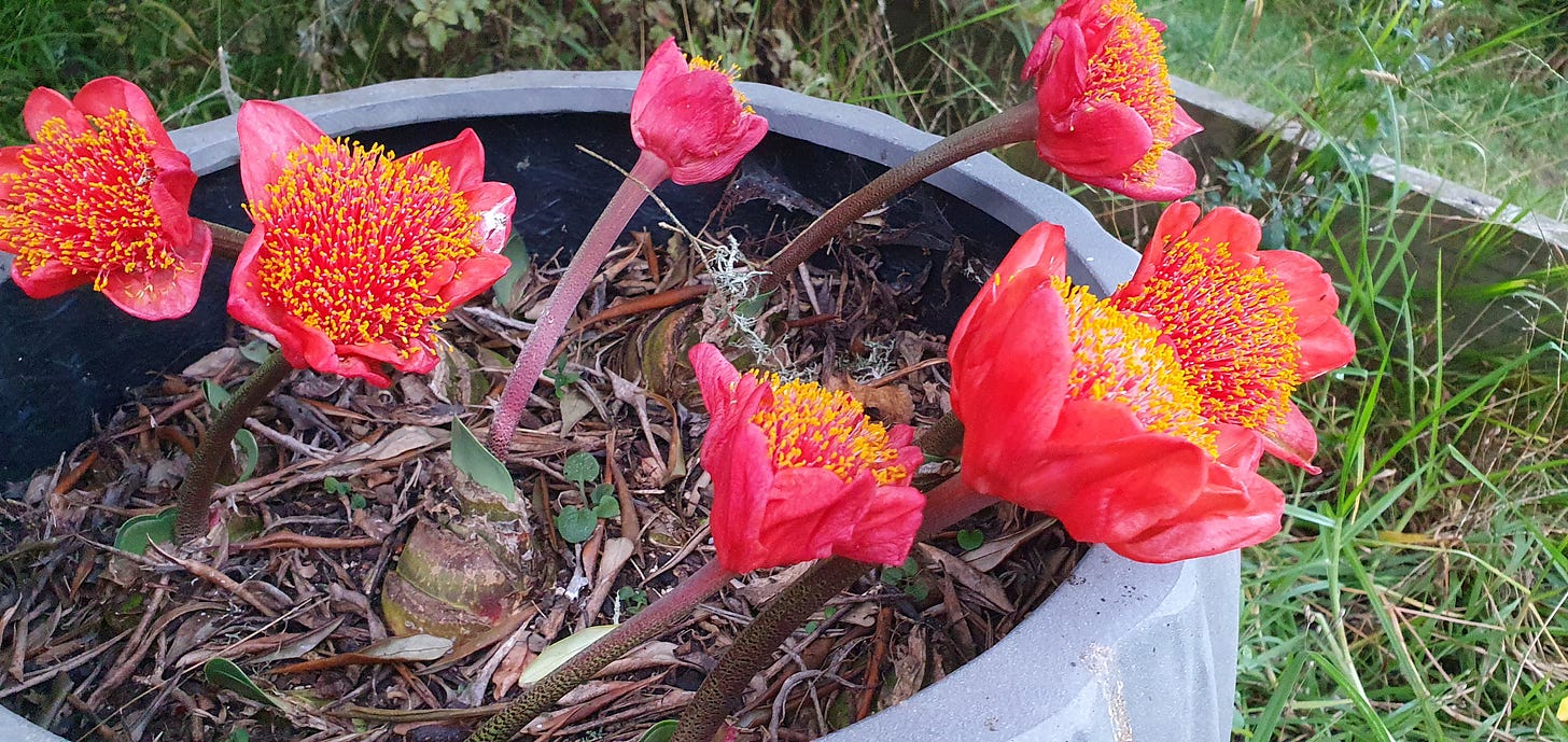 Blood Lilies from my dear mum, now passed. Tracey plants and looks after these.