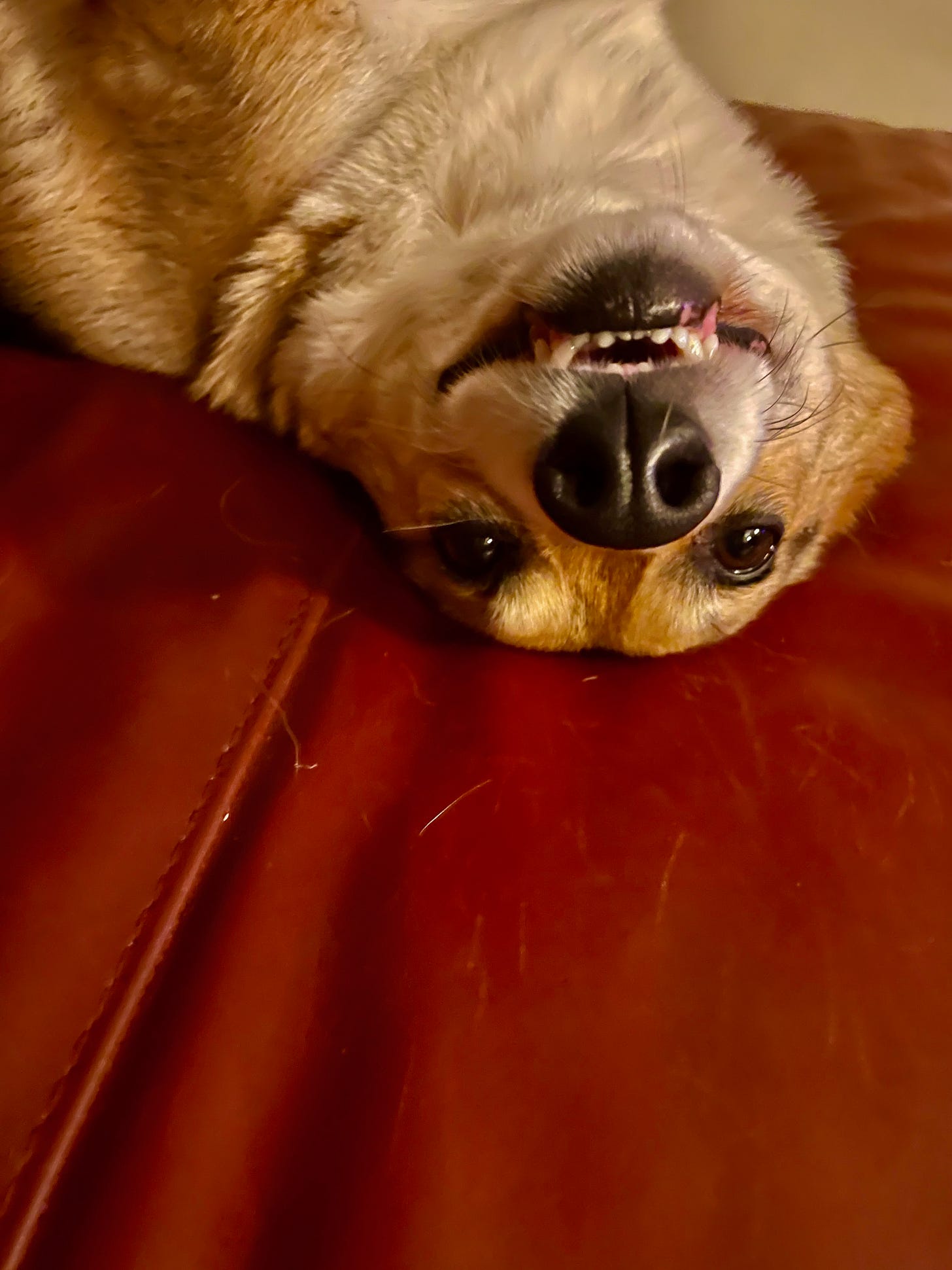small dog upside-down on the couch