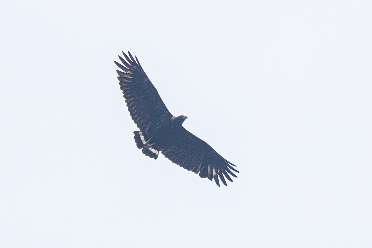 a large black eagle with a stumy white tail with a black band, flying against a white sky