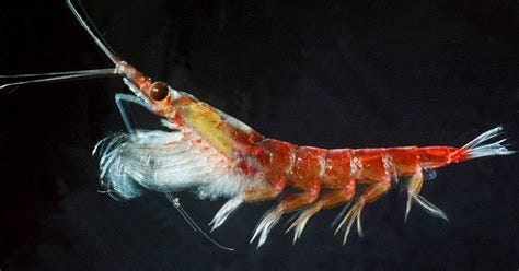 La gran importancia del krill | La Verdad Noticias