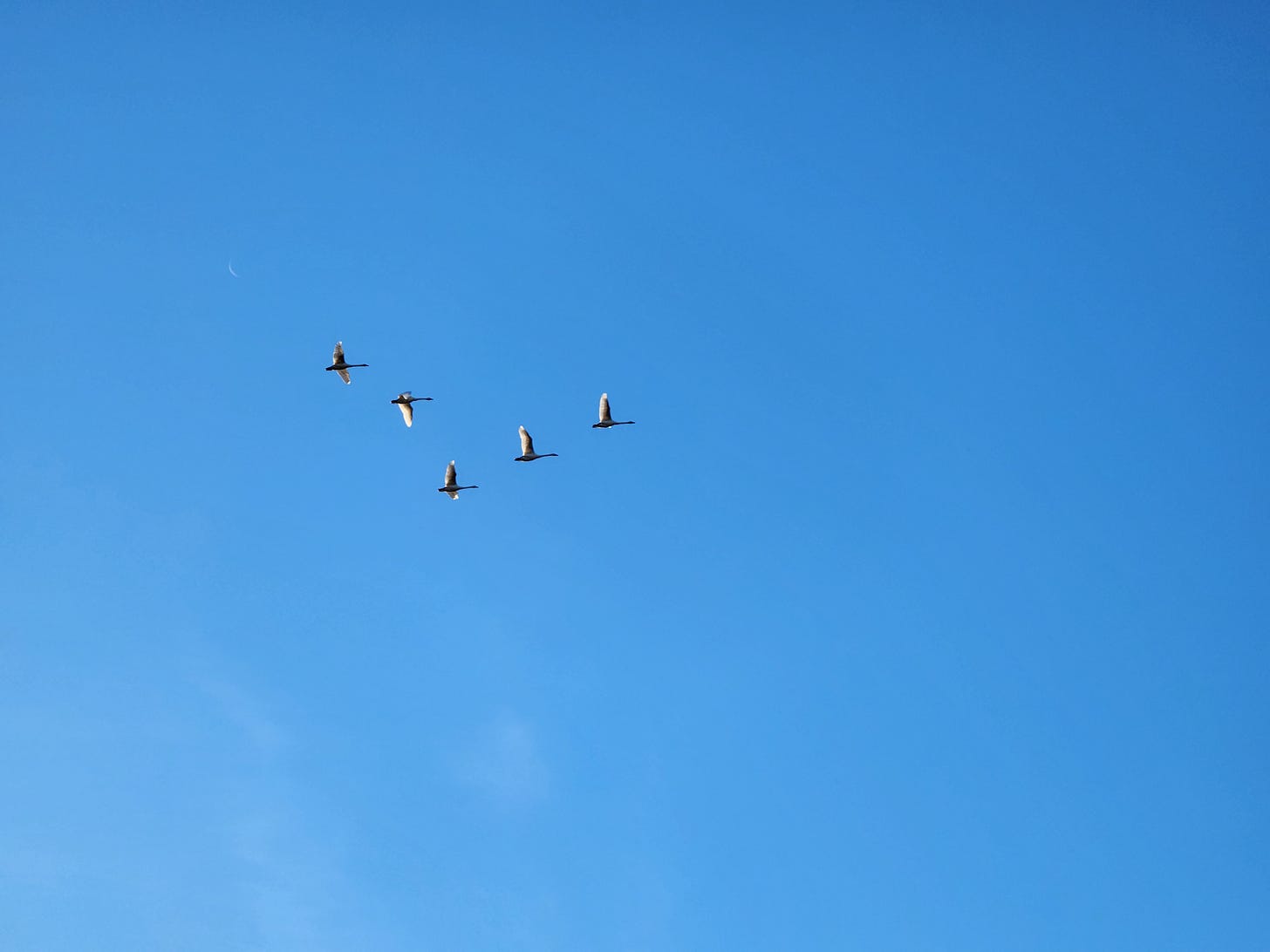 five swans in V formation, sunlight from behind