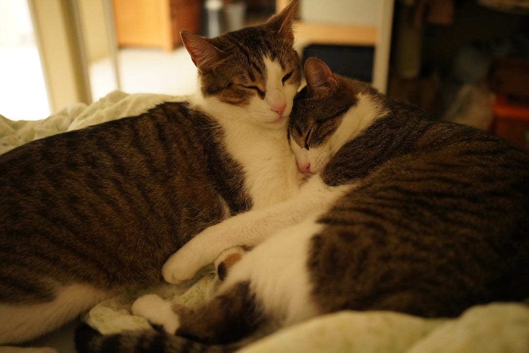 An image of my two cats, Bodhi and Sati, sleeping on the bed