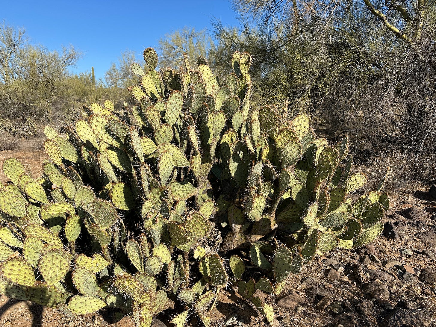 Prickly pear cactus during drought