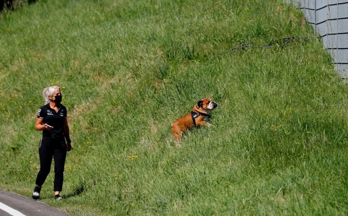 Lewis Hamilton's F1 Trainer Angela Cullen Pictured Taking His Dog Roscoe  Out for Walk at Red Bull Ring - EssentiallySports