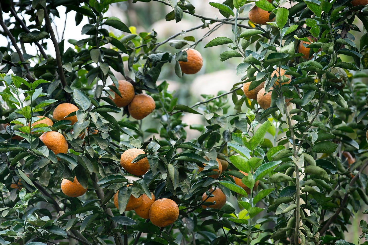 Photo of orange tree via pexels