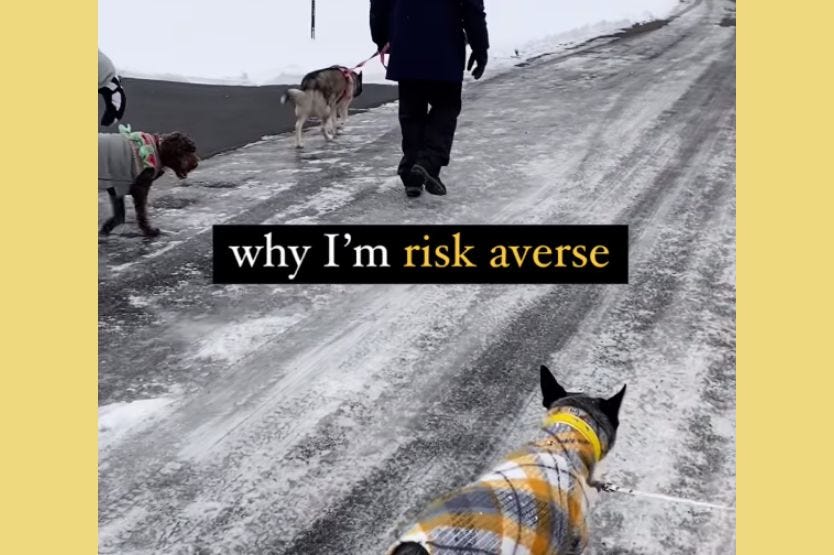 Three dogs walk near each other on leash