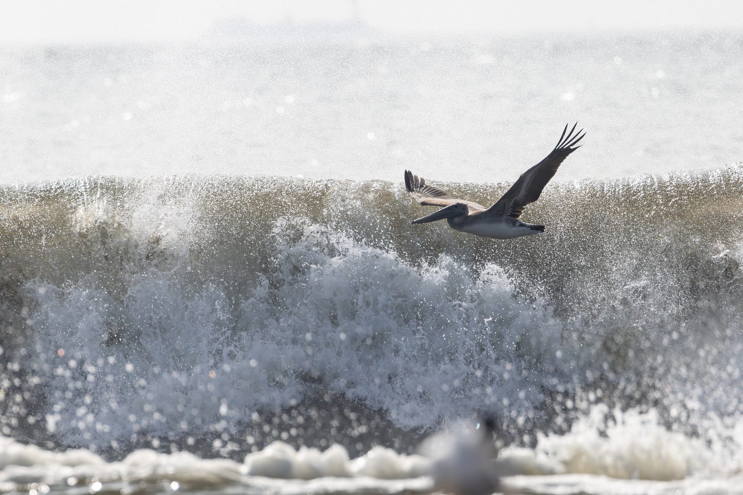 a brown pelican - big brown bird with a huge beak and a white belly, flying left as a wave crashes behind it.